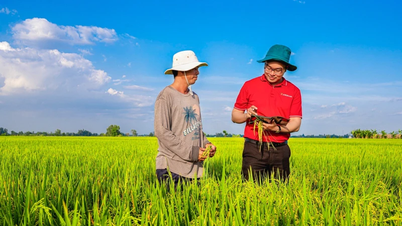 Agribank proporciona capital crediticio para desarrollar 1 millón de hectáreas de arroz de alta calidad