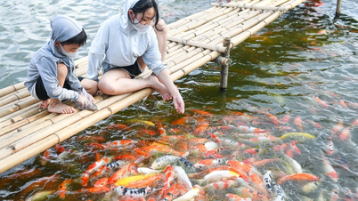 Hà Nội: Yêu cầu di dời 8 tấn cá koi ra khỏi hồ Đầm Đông