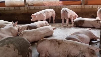 Miền Bắc duy trì đà giảm