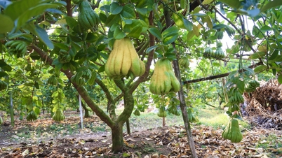 សិប្បកម្ម​ដាំ​ព្រះពុទ្ធ​ត្រៀម​បម្រើ​អតិថិជន​ក្នុង​ថ្ងៃ​បុណ្យ​តេត ឆ្នាំ​២០២៥