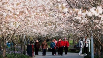What is it about Shanghai spring that makes travelers fall in love?