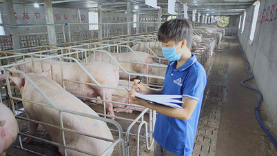 Hoa Phat's agricultural sector profit in the third quarter of 2024 increased by 80%