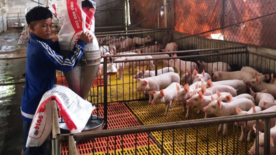 What kind of food helps farmers "pocket" an extra 200 million VND per 1,000 pigs?