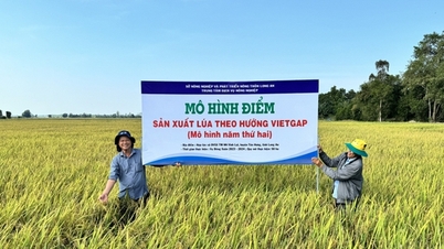 มีความจำเป็นต้องควบคุมให้ VietGAP เป็นมาตรฐานบังคับเมื่อผลิตผลิตภัณฑ์ทางการเกษตร