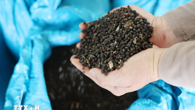 Dự báo hồ tiêu Việt Nam sớm trở lại nhóm ngành hàng trị giá tỷ USD