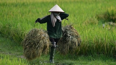 Nông dân trồng lúa vẫn nghèo và điều ‘ám ảnh tâm trí’ Bộ trưởng Lê Minh Hoan