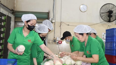 More opportunities to create breakthroughs in fresh coconut exports