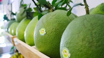 Grapefruit exports skyrocket