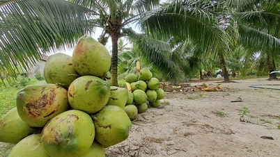 Tam Quan Binh Dinh coconut is the best in Vietnam, "widely" entering the Chinese market