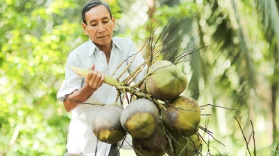 ចិន​ចំណាយ​លុយ​រាប់​ពាន់​លាន​ដុល្លារ​ទិញ​ដូង​ជាង ៤​ពាន់​លាន​ក្នុង​មួយ​ឆ្នាំ តើ​ទិញ​ពី​វៀតណាម​ប៉ុន្មាន?