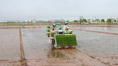 ចម្លង​គំរូ​ដាំ​ម៉ាស៊ីន រំដោះ​ពលកម្ម​កសិករ