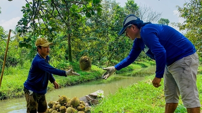 កាន់​កាំបិត​ទៅ​គោះ​ទុរេន រក​ចំណូល​បាន​រាប់​លាន​ក្នុង​មួយ​ថ្ងៃ | កាសែត Gia Lai អេឡិចត្រូនិក