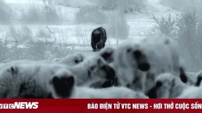Dog saves sheep from puma attack