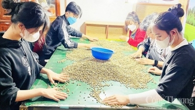 Domestic prices dropped sharply, losing more than 2,000 VND/kg.