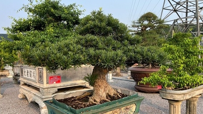 Growing ornamental plants is hot in Thanh Hoa, the more beautiful the tree, the more money it makes, ancient, strange, and beautiful trees bring in big money.