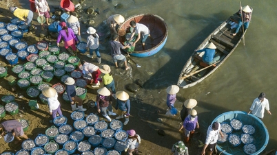 クアンガイは民間の漁港を監督し、海上で魚介類を荷降ろししている