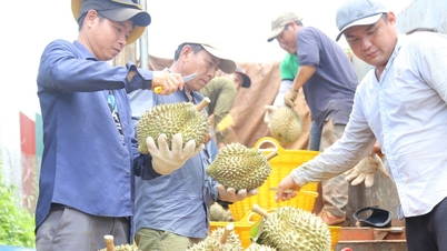 Liên kết tiêu thụ, xuất khẩu sầu riêng bền vững