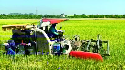 Lúa đông xuân bội thu