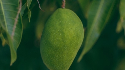 តើ​គួរ​ញ៉ាំ​ផ្លែ​ស្វាយ​ជាមួយ​ស្បែក​ដែរ​ឬ​ទេ?