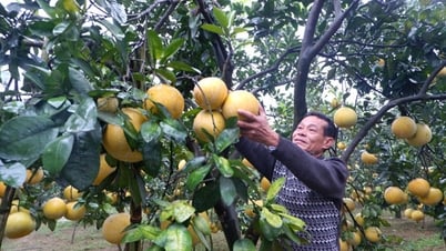 Tiêu thụ trái cây vẫn gặp khó 