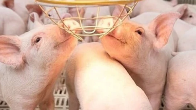 Pig price on December 31, 2024: Stable nationwide