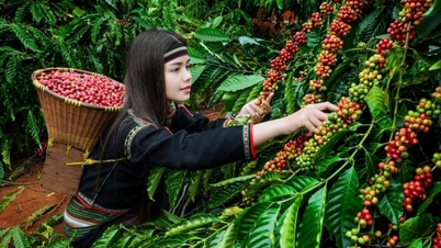 Trong nước tăng nhẹ, Robusta thế giới tăng như vũ bão lập kỷ lục mới