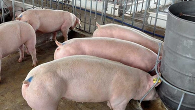 Pig price on December 17, 2024: Sharp increase nationwide, reaching a peak of 66,000 VND/kg