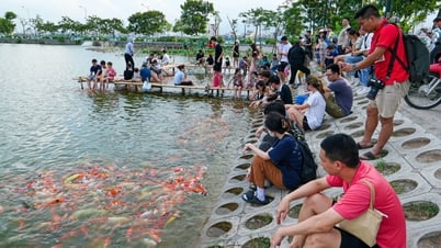 Lãnh đạo quận Tây Hồ nêu lý do yêu cầu di chuyển 12.000 cá koi khỏi Đầm Đông