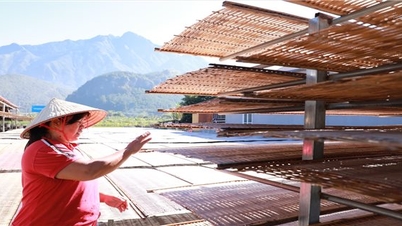 Làng miến Bình Lư vào vụ
