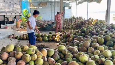 Nông dân phấn khởi vì dừa khô tăng giá gấp đôi dịp Tết