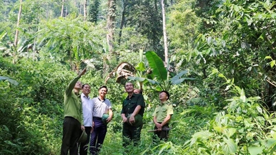 Lao Cai ការពារ និងអភិវឌ្ឍព្រៃឈើឆ្ពោះទៅរកអព្យាក្រឹតភាពកាបូន
