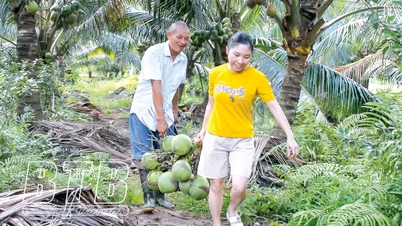 Bringing Ben Tre coconuts to the rice homeland