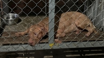 Bình Dương: Bị chó Pitbull cắn, cụ bà 82 tuổi tử vong thương tâm | Báo Gia Lai điện tử