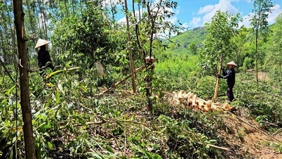 Nông Sơn tổ chức gần 100 đợt tuần tra, truy quét trong khu vực rừng được giao | BÁO QUẢNG NAM ONLINE