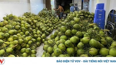 ដូងបៃតង និងក្រូចថ្លុងពណ៌បៃតងត្រូវបានផ្តល់ការការពារដោយប្រទេសកាណាដា។