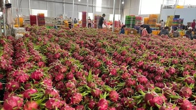 Doanh nghiệp Việt 'thấp thỏm' chờ kết quả cuộc bầu cử Mỹ