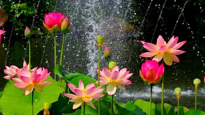 ផ្កាឈូក​ជា​ផ្កា​ជាតិ​របស់​វៀត​ណាម៖ ម៉េច​ក៏​អត់?