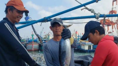 ដោយឈ្នះទូកត្រីធូណាទម្ងន់ 30 តោន សមាជិកនាវិកចែករំលែកជិត 1 ពាន់លានដុងសម្រាប់ Tet