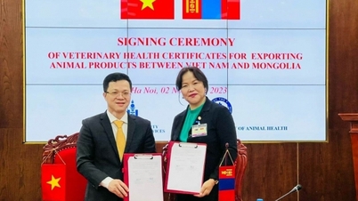 Việt Nam sắp xuất khẩu thịt gia cầm, trứng sang thị trường Mông Cổ