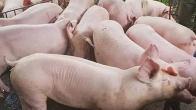 Giá heo hơi ngày 13/1/2025: Miền Bắc và miền Trung tiếp tục tăng mạnh