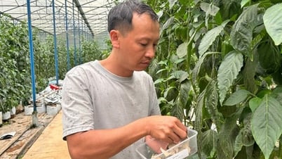 Thả 6 con động vật này vô vườn ớt chuông, dân một thôn ở Lâm Đồng liền thấy điều bất ngờ