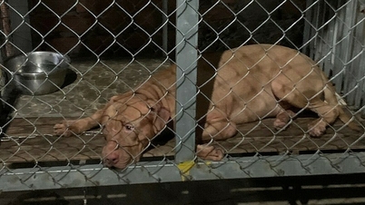 ស្ត្រីចំណាស់ត្រូវ pitbull ខាំស្លាប់