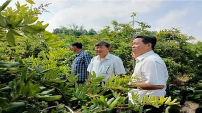 An Giang: Hiệu quả từ các chương trình tín dụng chính sách xã hội