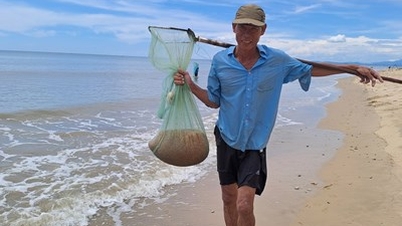 Fishermen on the beach in Quang Binh have a big catch of sea shrimp.