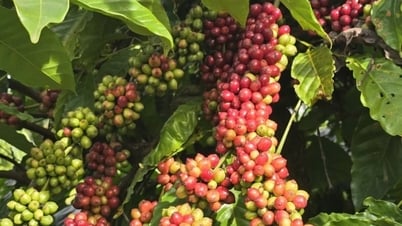 Dự báo giá cà phê trong nước ngày mai 31/12/2024 giảm nhẹ