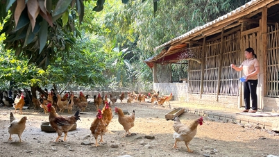 Vốn vay giải quyết việc làm tạo “sức bật” cho người dân
