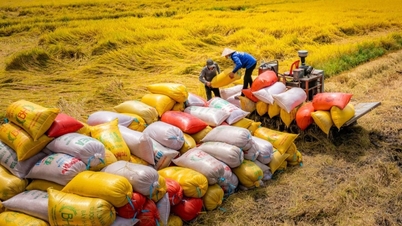 ការ​នាំ​ចេញ​អង្ករ​នាំ​មក​នូវ​ចំណូល​ជិត​៤​ពាន់​លាន​ដុល្លារ​ក្នុង​រយៈពេល​៨​ខែ