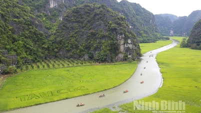 Cánh đồng lúa Tam Cốc sẽ chín đẹp trong Tuần Du lịch Ninh Bình