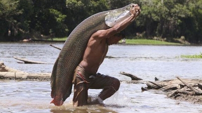 Hải tượng long - loài cá nước ngọt khổng lồ nặng 200 kg
