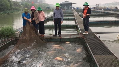 Nuôi cá đặc sản, cá chép giòn dày đặc trên sông Đuống, quẩy nước ầm ầm, dân Bắc Ninh giàu to